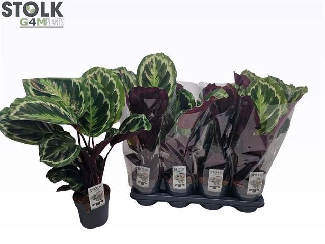 <h4>Calathea  'Medallion'</h4>