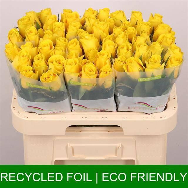 <h4>R GR GOLDFINCH</h4>