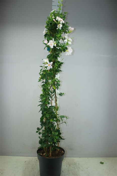 <h4>Mandevilla Sun White</h4>