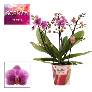 Phalaenopsis dazzling Diva 3-4 tak (Scenza)