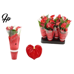 Anthurium 6 cm Micra in Couture sleeve