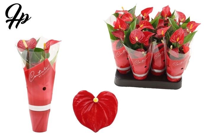 <h4>Anthurium 6 cm Micra in Couture sleeve</h4>