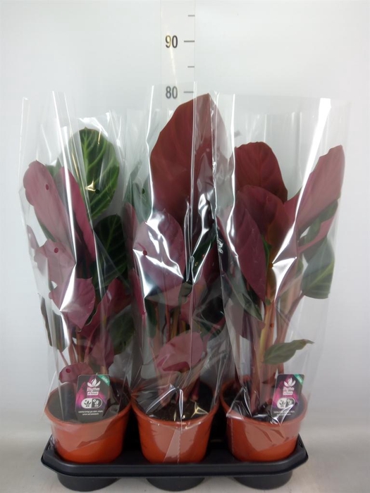 <h4>Calathea   ...</h4>