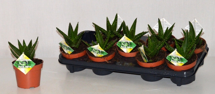 ALOE PERFOLIATA