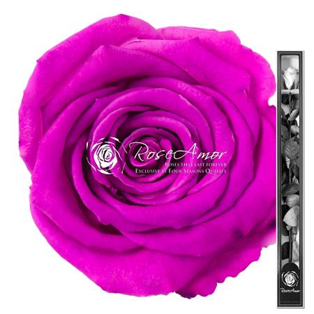 <h4>60cm Stem Bic05</h4>