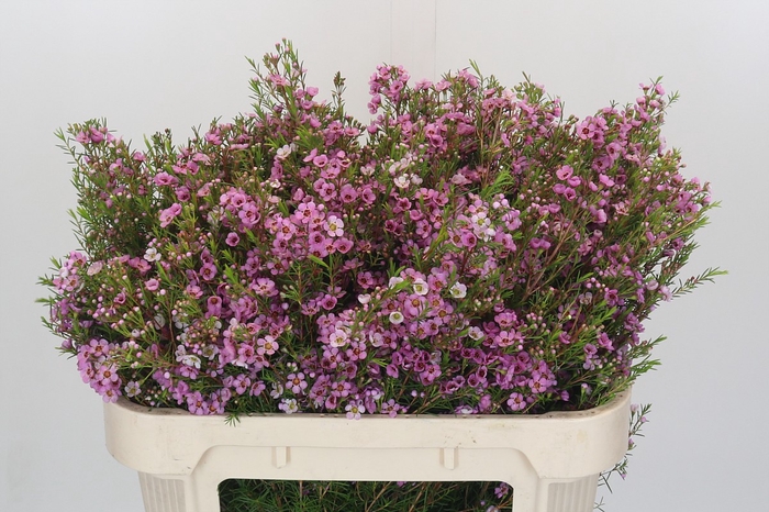 Chamelaucium Kerryn