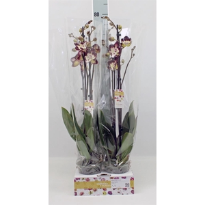 Phalaenopsis   ...