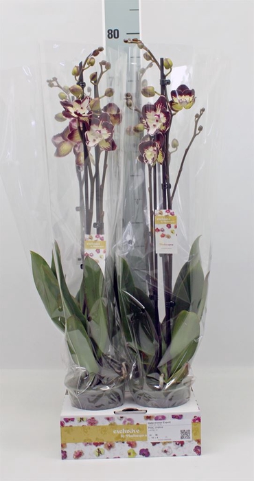 <h4>Phalaenopsis   ...</h4>