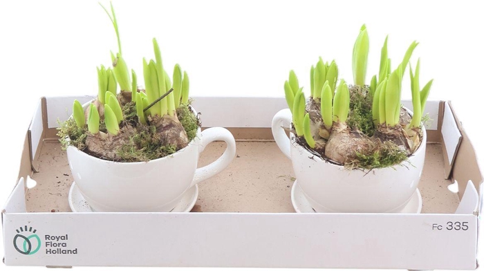 <h4>Arr Kop Schotel Hyac Xl</h4>