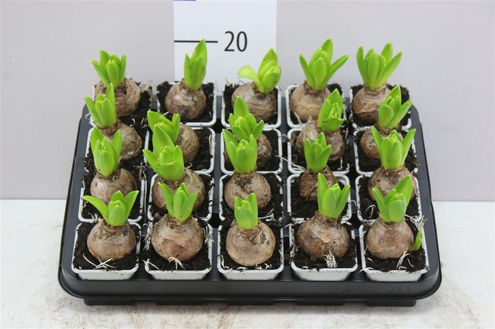 <h4>Hyacinthus White Pearl 1pp</h4>