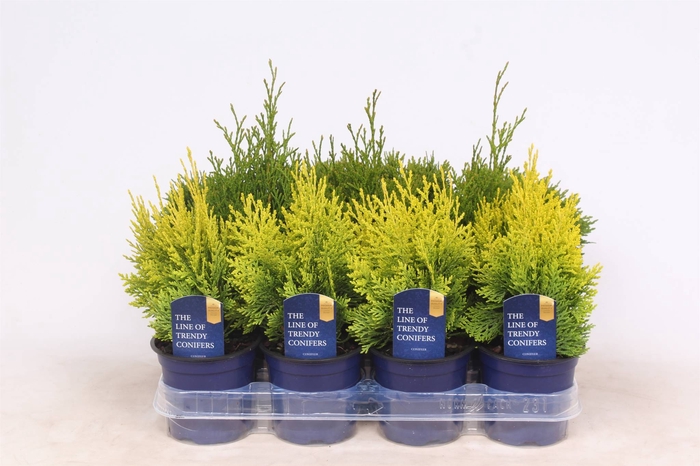 <h4>Thuja Gemengd</h4>