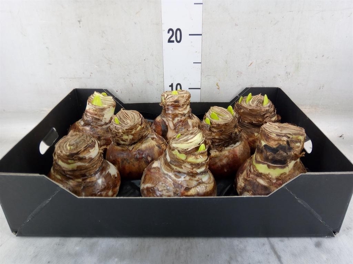 <h4>Hippeastrum   ...waxed H%</h4>