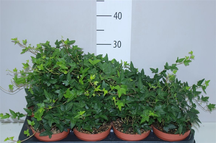 <h4>Hedera He Shamrock</h4>
