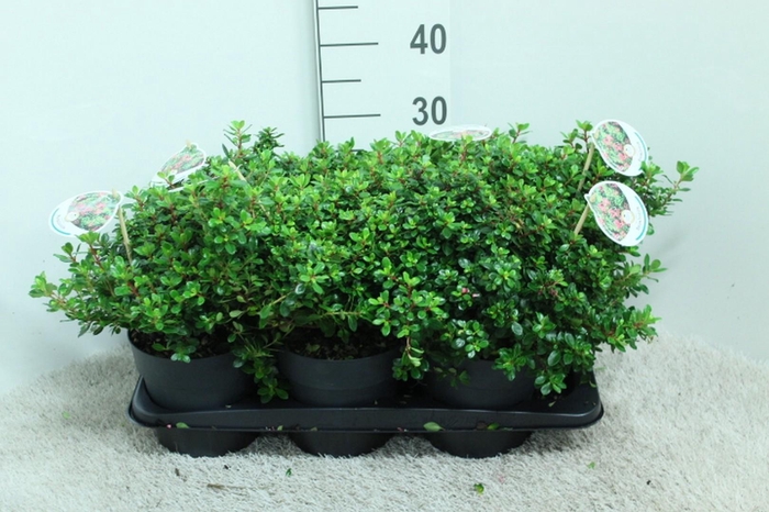 <h4>Escallonia 'Red Dream' P17 potgekweekt</h4>