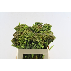 Kaaps Brunia Albiflora Green
