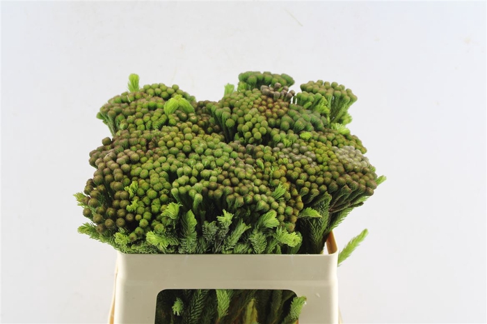 <h4>Kaaps Brunia Albiflora Green</h4>