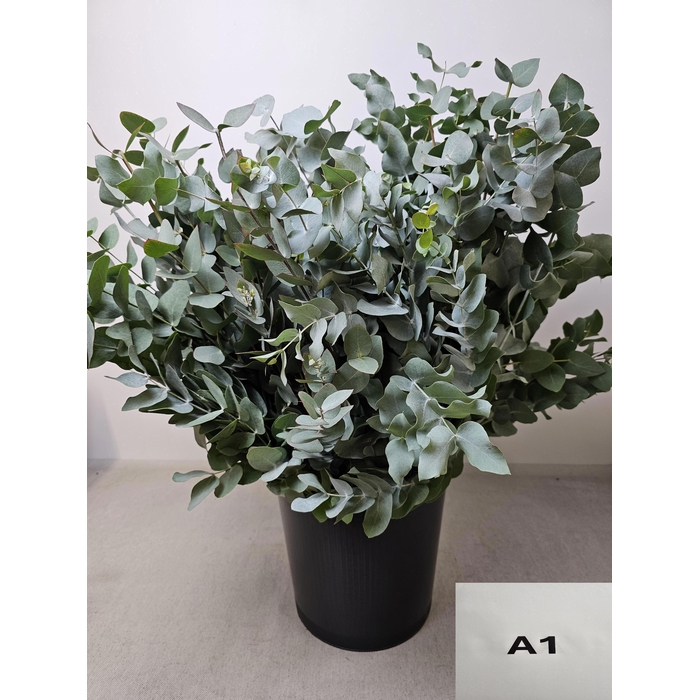 <h4>EUC CINEREA PB</h4>