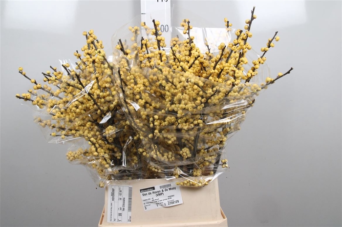 <h4>Ilex Ve Mag Citronella</h4>