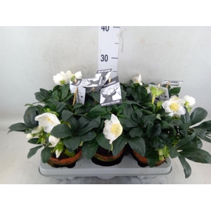 Helleborus niger 'Winterfeel Fleur'