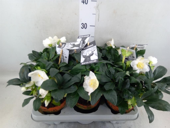 <h4>Helleborus niger 'Winterfeel Fleur'</h4>