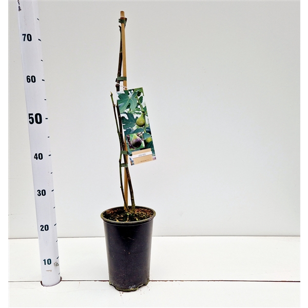 <h4>Ficus carica 'Brown Turkey'</h4>