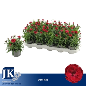 Dianthus Dark Red