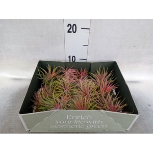 Tillandsia