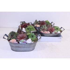 ARR SEMPERVIVUM