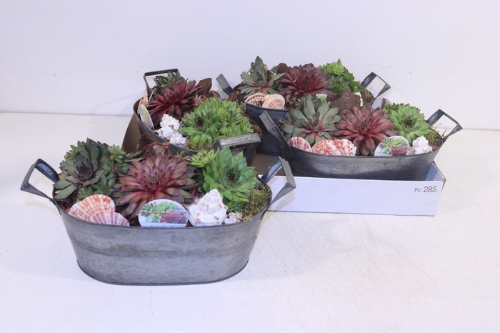 <h4>ARR SEMPERVIVUM</h4>