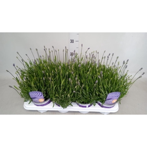 Lavandula angus. 'Hidcote'