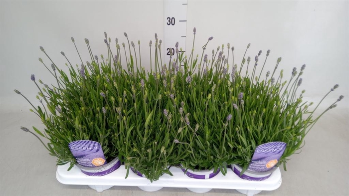 <h4>Lavandula angus. 'Hidcote'</h4>
