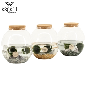 90848: Marimo arrangement