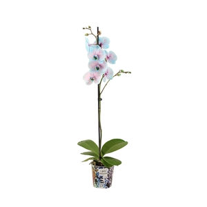 Potcover I Am Coloured Phal I Am Bubblegum 1T9+ (24u levertijd)