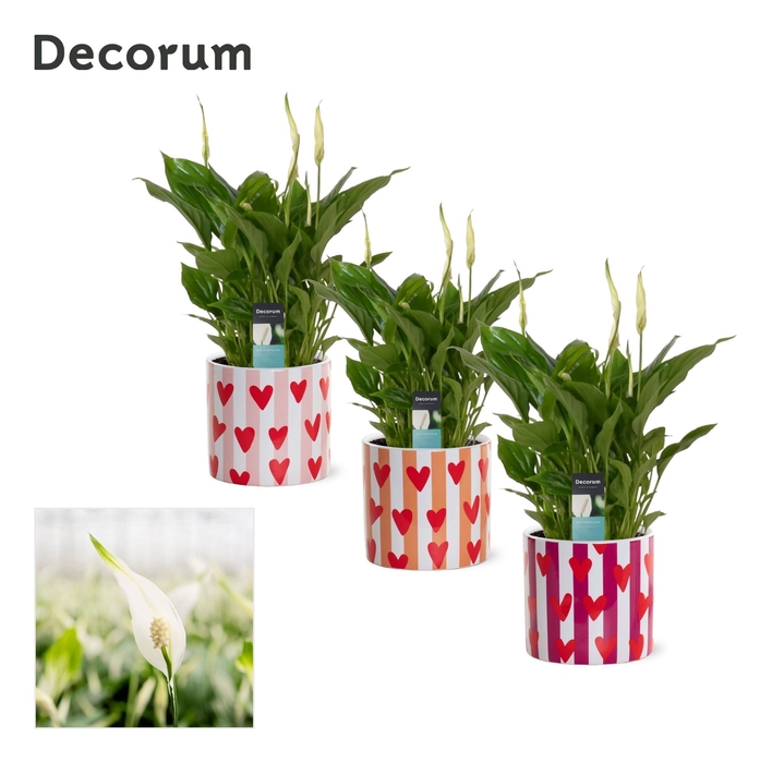 <h4>Spathiphyllum 10,5 cm in Noura - Fun World</h4>