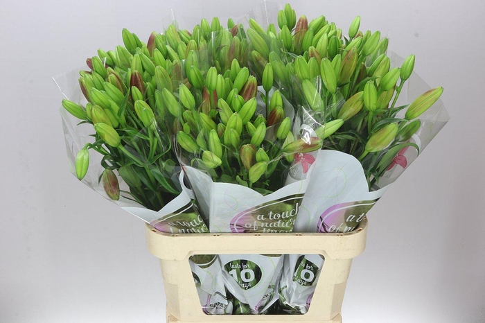 <h4>Lil La Brianza</h4>