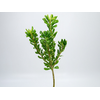 FOLHAGEM PITOSPORO VERDE 060 CM