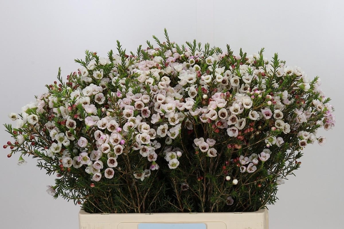 <h4>Chamelaucium Moonlight Delight</h4>