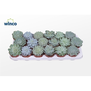 Echeveria Aqua Mix (6 Spc.)