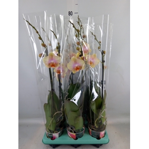 Phalaenopsis   ...
