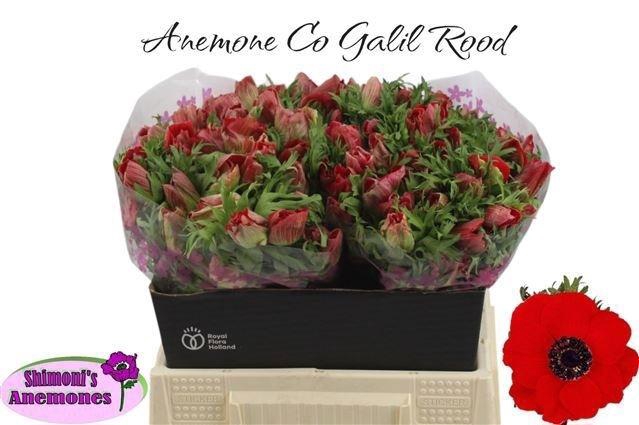 <h4>Anem Co Galil Rood</h4>