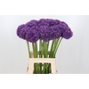 Allium giganteum