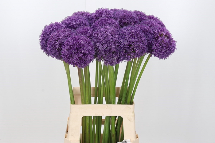 Allium giganteum