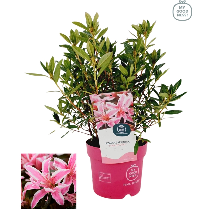 <h4>Azalea jap. 'Pink Spider' P17</h4>