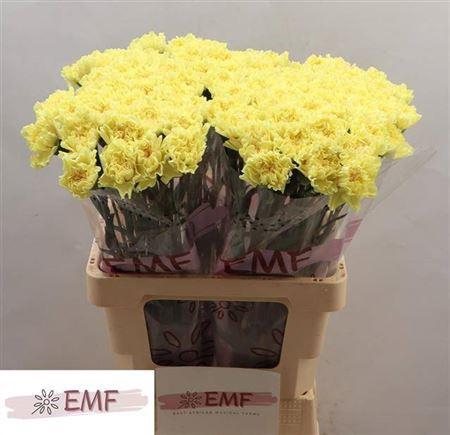 <h4>Di St Hermes</h4>