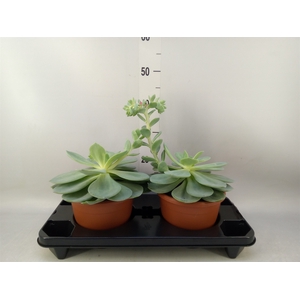 Echeveria   ...