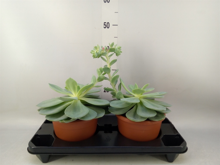 <h4>Echeveria   ...</h4>