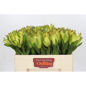 Leucadendron Goldstrike