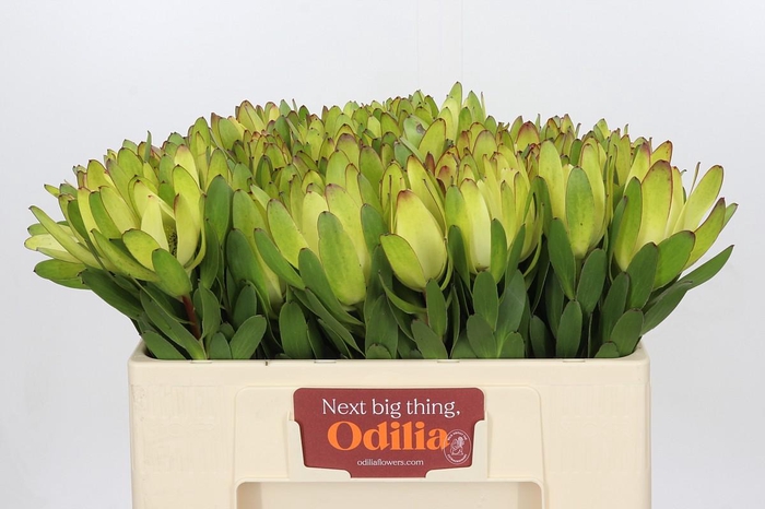 <h4>Leucadendron Goldstrike</h4>