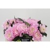 Dahlia Princess Kate