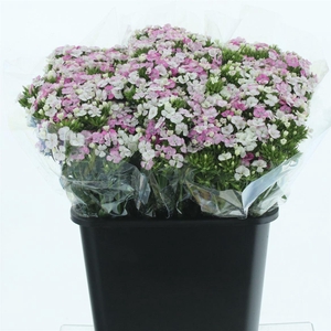 Di Barb Amazon Pink